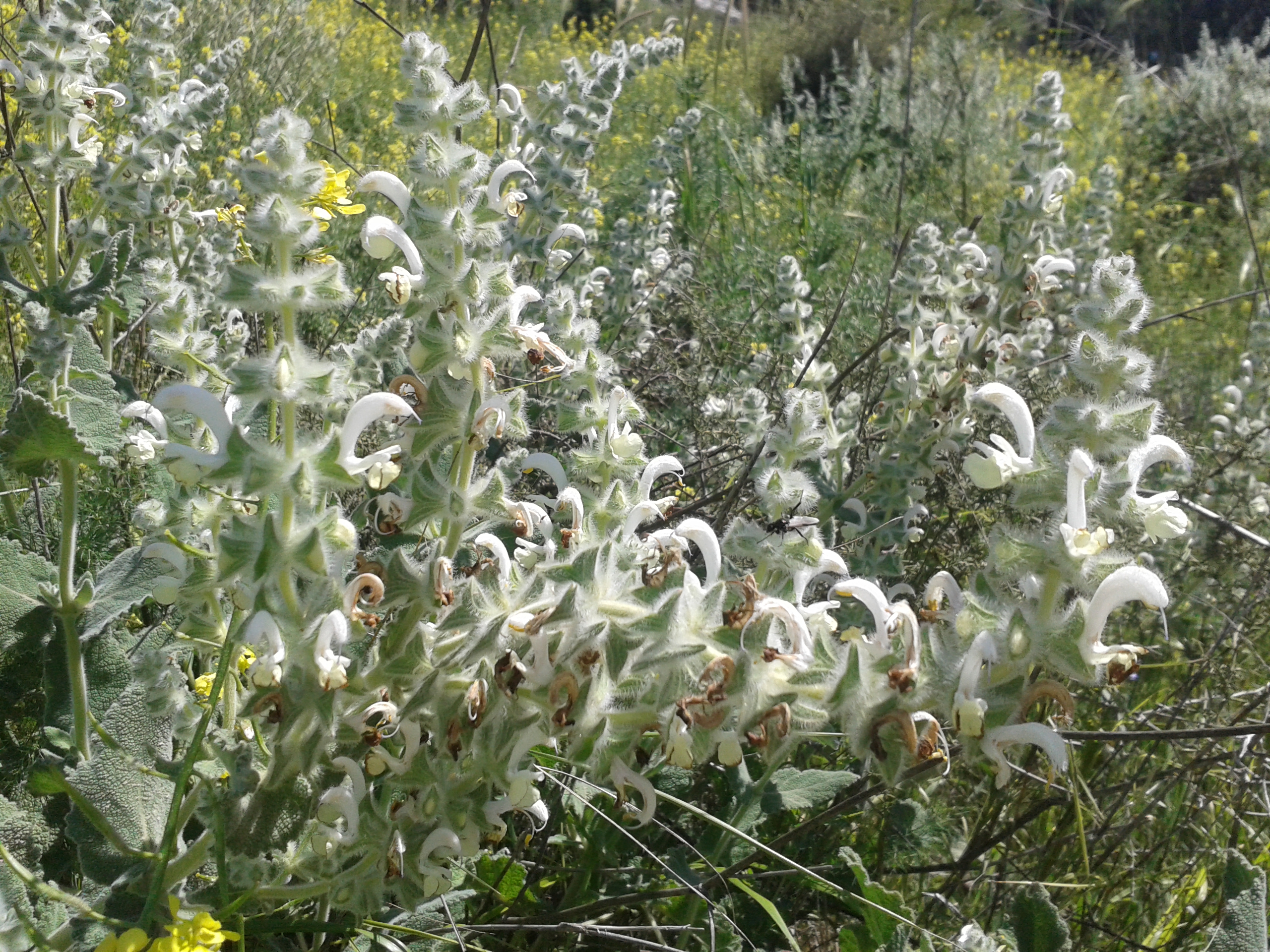 מרווה משולשת (שם מדעי: Salvia fruticosa Mill 