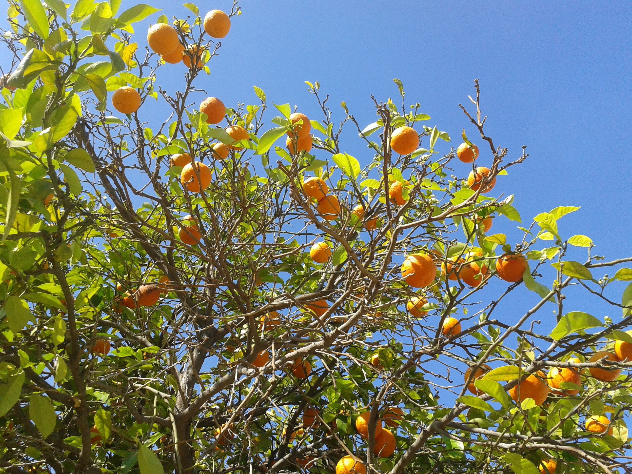 Oranger planté dans un des parc publics d'Ashquelon (Photo: Haïm Ouizemann, Avril 2014)