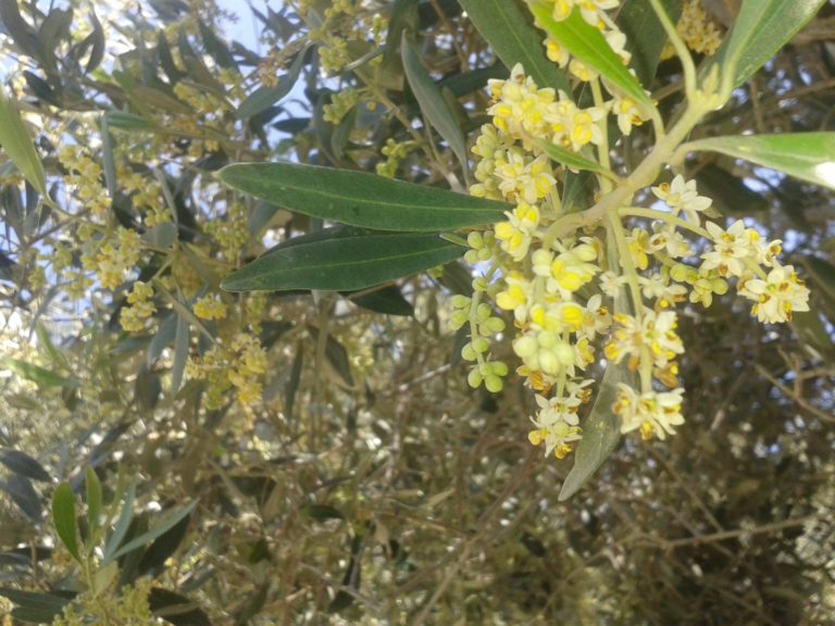 La fleur de l'olivier symbole de Paix ( Photo: Haïm Ouizemann, Parc national d'Ashquelon, avril 2014