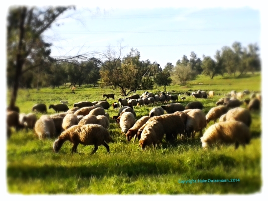 «Les prairies sont revêtues de troupeaux» (Psaume 65: 14) © Photo: Haim Ouizemann