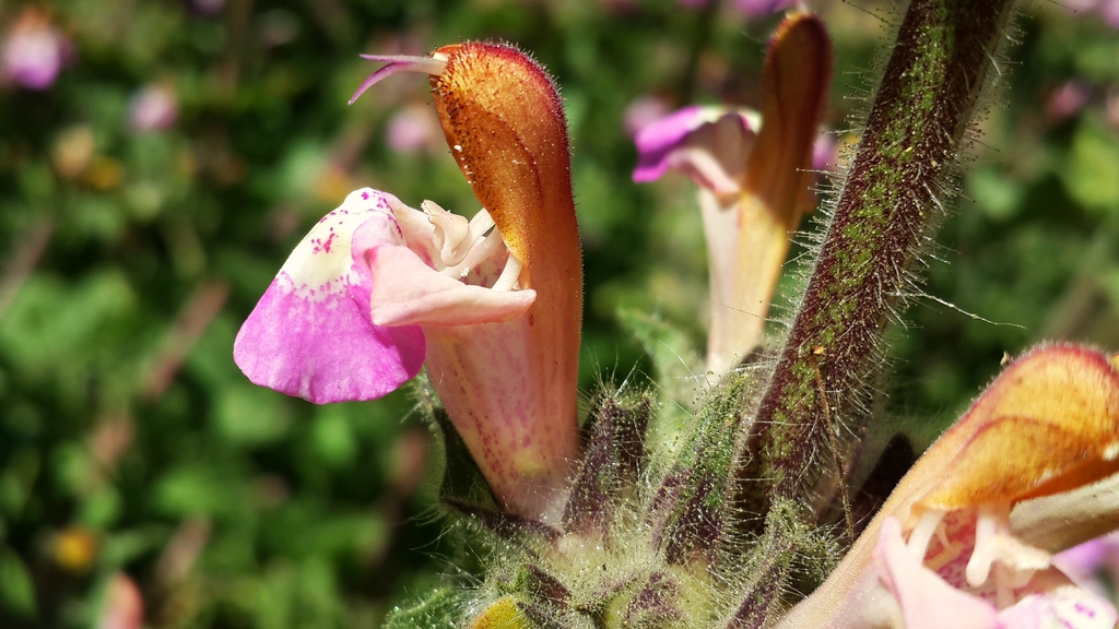 Marvat He'Hapim- מרוות החפים (Salvia bracteata) - Sauge rare menacée d'extinction (© Photo: Haim Ouizemann, avril 2015)