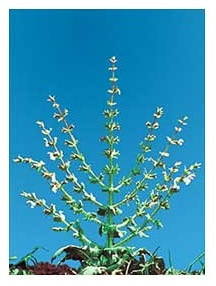 Sauge d’Israël  (Salvia palaestina)
